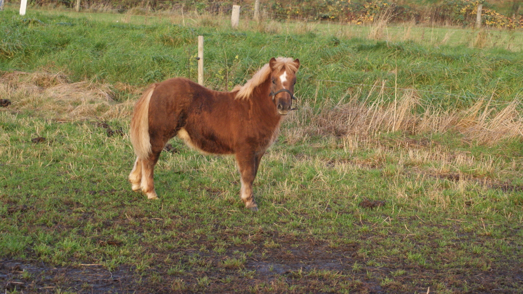 Ferdinand 6 måneder