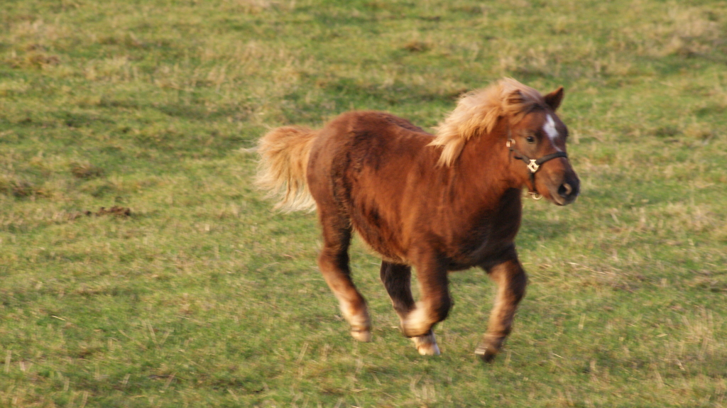 Ferdinand i fuld galop.