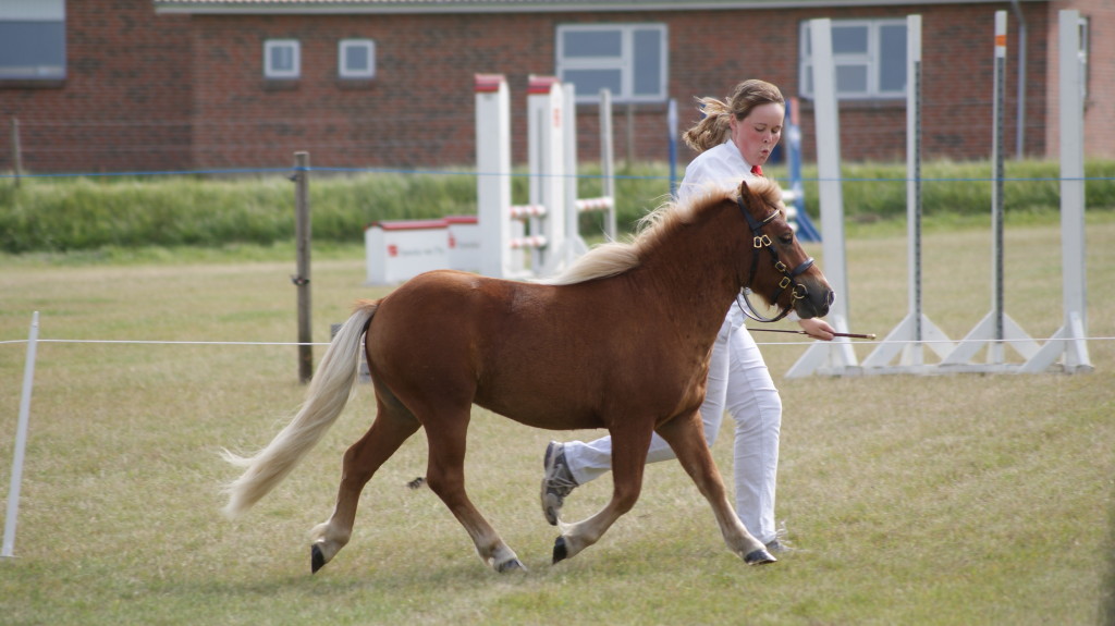 Valdemar i flot trav i Hurup, 2 år