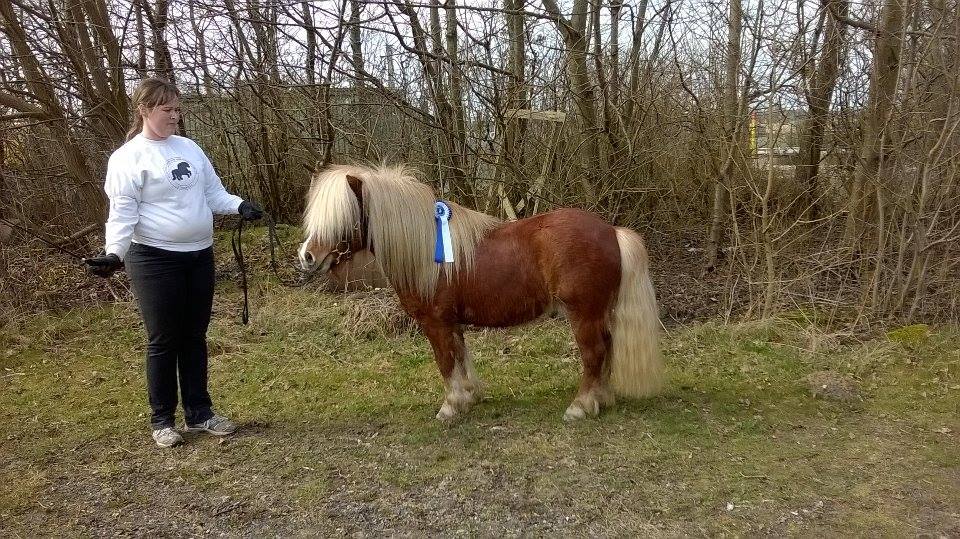 Valdemar til hingsteshow 4 år. 