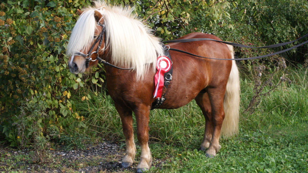 Valdemar dagens 3. bedste hingst. 