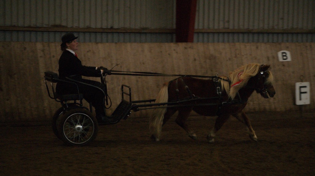 Romano til æresrunde efter at være blevet 2. bedste hingst. 