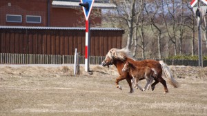 Celine flyvende