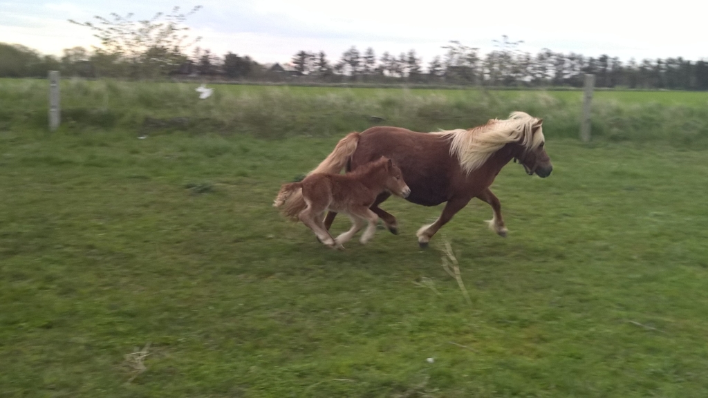 Matador ude for første gang.