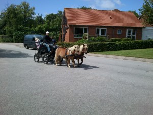 Marengo sammen med Noah til torvedag i Uglev. 