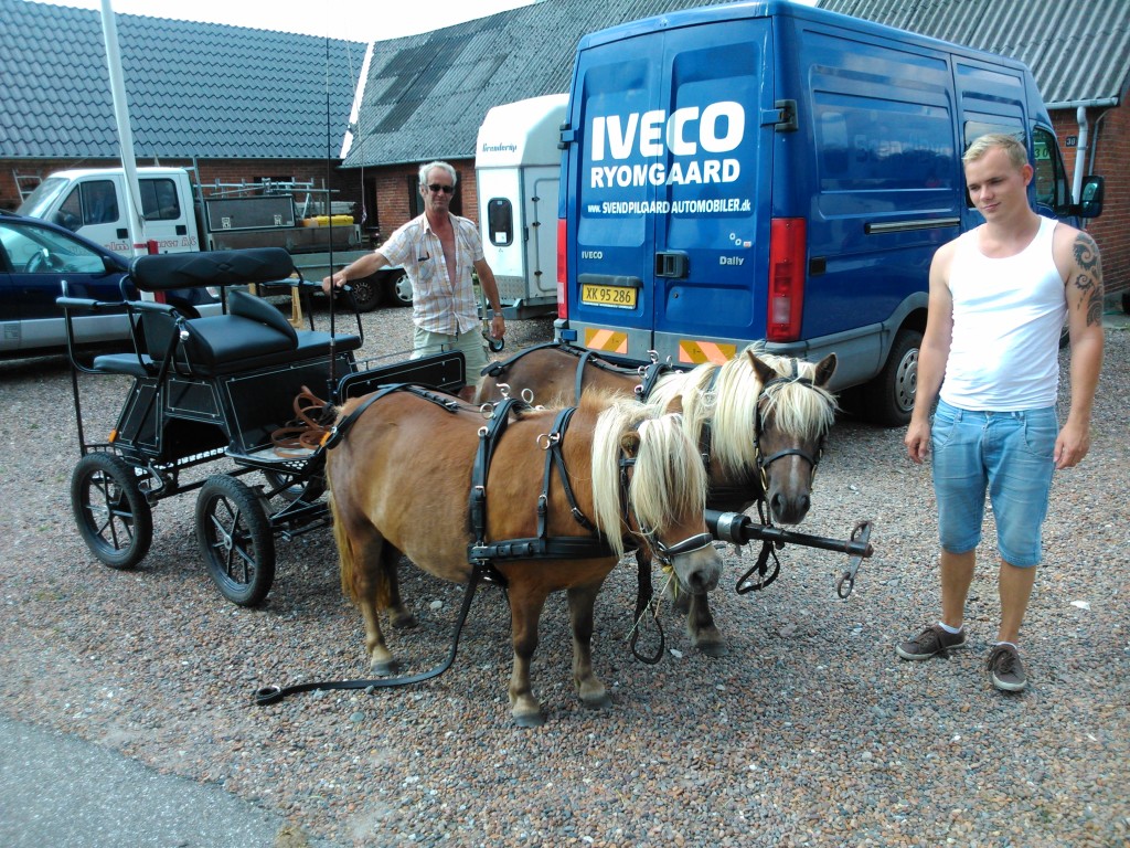 Melinda første gang for 2 spand samme med Noah.  Nåede næsten at få et billede inden de helt blev spændt fra. 