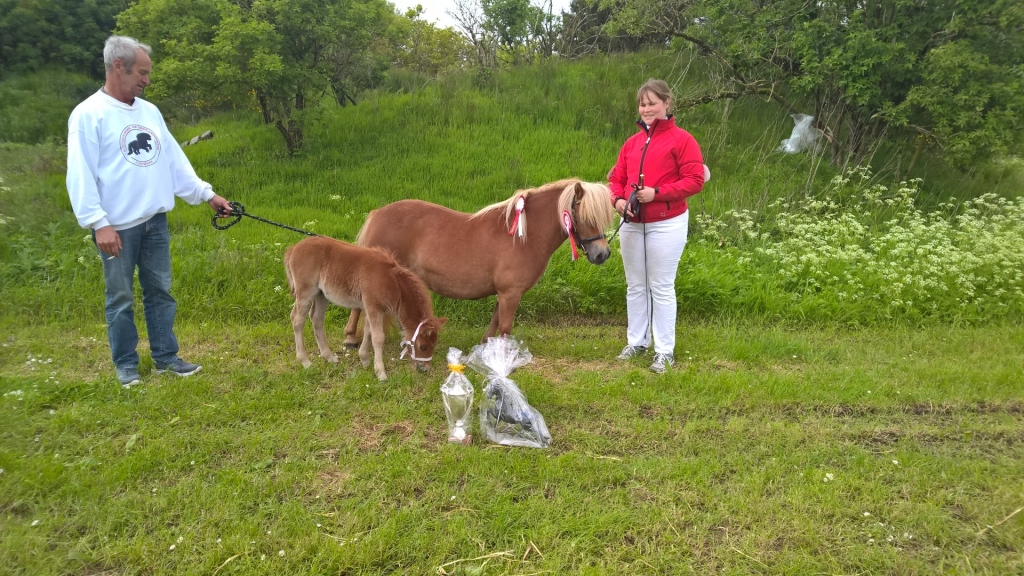 Melinda og Messi 24 p. og bedste hest på Lemvig dyrskue 2015.