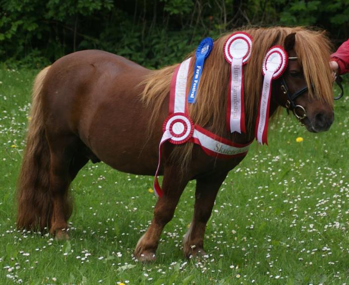 Bogart Skuets bedste Hest på Hurup Farmfestival 2016!