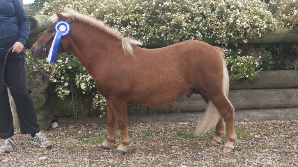 Ferdinand som 1 års til Hurup føl og plagskue. 