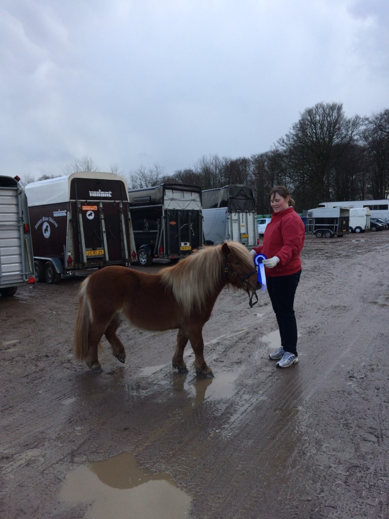 Matador til hingsteshow som 2 års hingst.