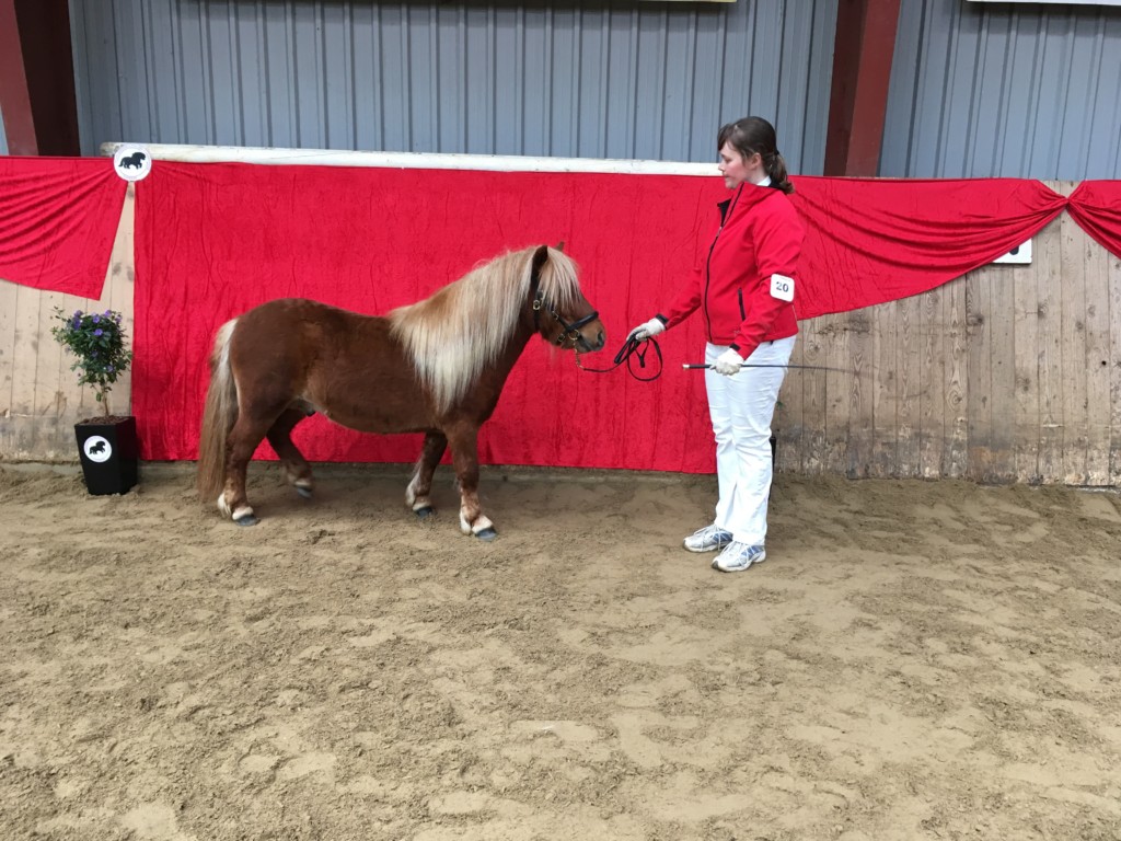 Matador som 2 års